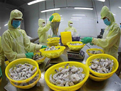 The US issued the final conclusion in the 3rd final review of anti-dumping duties on warm water shrimp imported from Vietnam