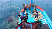Removing IUU fishing yellow card would benefit industry: Deputy PM