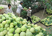 Vietnamese pomelo has large potential for export