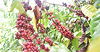 UKVFTA gives boost to Vietnam’s coffee exports to UK