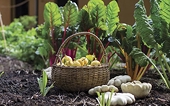 Annual export of organic agricultural products reaches 335 mln USD