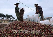 New Zealand remains promising market for Vietnam's exports: Insiders