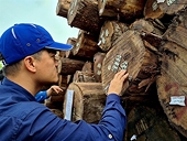 Huge potential for Việt Nam's timber exports, but certification a must
