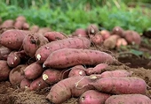 Sweet potato to be officially exported to China
