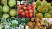 Vietnam targets over 5 billion USD in fruit export turnover by 2025