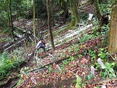 Vietnam aims to become the world’s largest ginseng producer