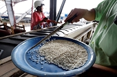 Vietnam’s rice export to hit 7 million tonnes this year