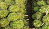 Thai durian farmers feel threatened as Vietnam makes China debut