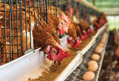 South Africa: Poultry industry jitters over extension to US anti-dumping tariffs