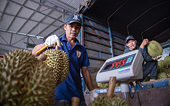 Vietnam holds potential to increase durian export to China