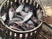 ‘Tra’ fish exports post strong growth