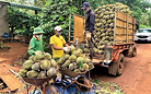 Minister calls for sustainable cultivation of durian and passion fruit