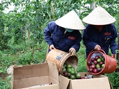 Developing plantation areas, origin traceability critical to increase export to China as standards set