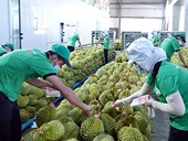 Vietnamese exporters ready for Chinese market’s reopening