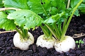 Vietnamese pickled radishes make debut in Japanese market