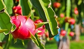 Exports of agricultural products soar