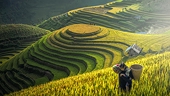 Good signals for Vietnamese agricultural exports this year