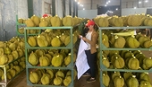 Vietnamese agricultural products enjoy bustling export to China
