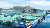 Aquaculture towards large commodity production