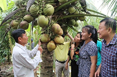 Vietnam targets coconut product exports of 1 billion USD