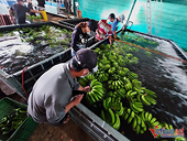 Vietnam becomes China's top banana importer