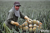Quality, not quantity should be emphasis in fruit industry