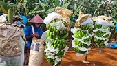 Brand building for farm produce exported to China needed: experts