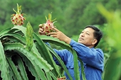 Digitalisation in traceability of farm produce critical as VN aims to build transparent agriculture