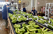 Positive outlook for fresh banana exports to Japan