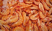 Shrimp exports set for difficult year