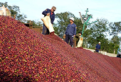 Coffee exports: bright spot for Vietnam agriculture in 2023