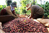 Việt Nam needs to develop coffee branding to go global