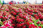Digitization in traceability: A platform for agricultural products to join the global supply chain