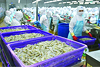 Many notes for businesses when exporting seafood to China