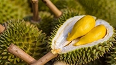 Durian to make breakthrough for Vietnam's fruit exports