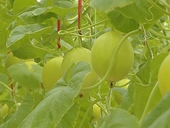 Digital transformation paves way for agro exports