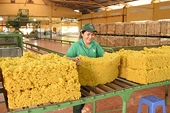 Netherlands increases rubber imports from Vietnamese market