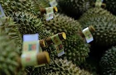 China approves additional 47 Vietnamese durian growing area codes