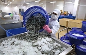 US upholds anti-dumping duties on shrimp from 4 Asian sources