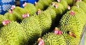 Up 18 times, durian export has surpassed half a billion USD in just 5 months