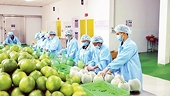 Boosting Vietnamese agricultural exports to Europe