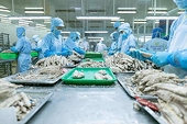 Seafood exports to the CPTPP market are positive