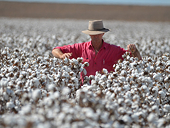 How Vietnam Became the Biggest Importer of Australian Cotton