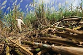 Vietnam Issues The Results Of The First Review Of The Application Of Anti-Dumping And Countervailing Measures On Sugarcane Imports From Thailand