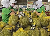Durian entered the “billion-dollar export club”