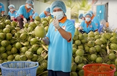 A billion-dollar opportunity for Vietnamese coconuts