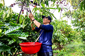 Vietnam's coffee exports are declining sharply due to dwindling supply