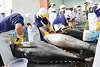 Vietnam’s tuna exports to UK positive in coming months: Association