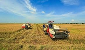 News challenges and opportunities for Vietnam's rice export