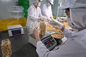 Rising cashew exports with food safety warnings